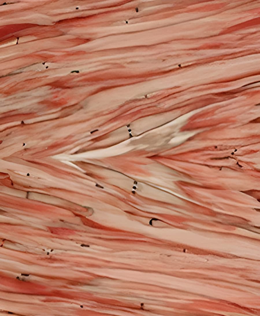 04-Red-wood-1